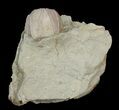 Blastoid (Pentremites) Fossil - Illinois #42813-1